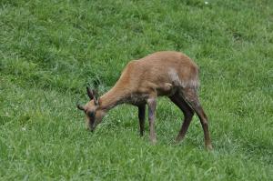 Isard