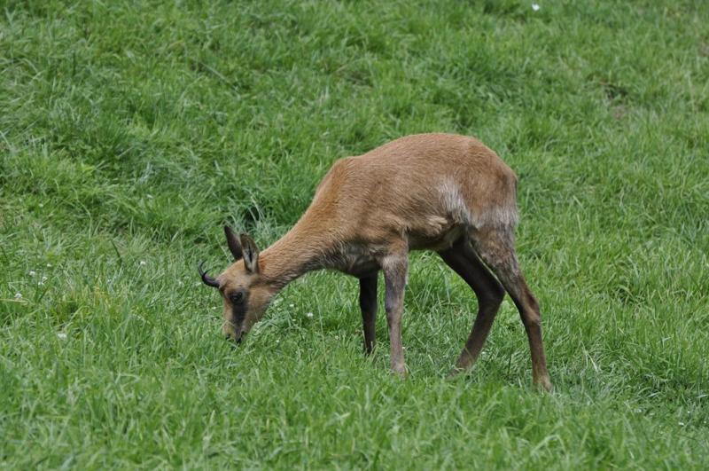 Isard