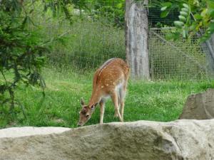 Cerf sika