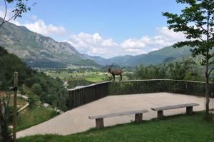 Bouquetin des Alpes