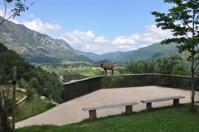 Bouquetin des Alpes - 2015