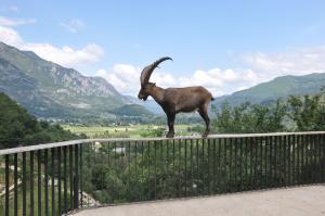 Bouquetin des Alpes