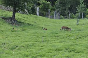 Cerf sika