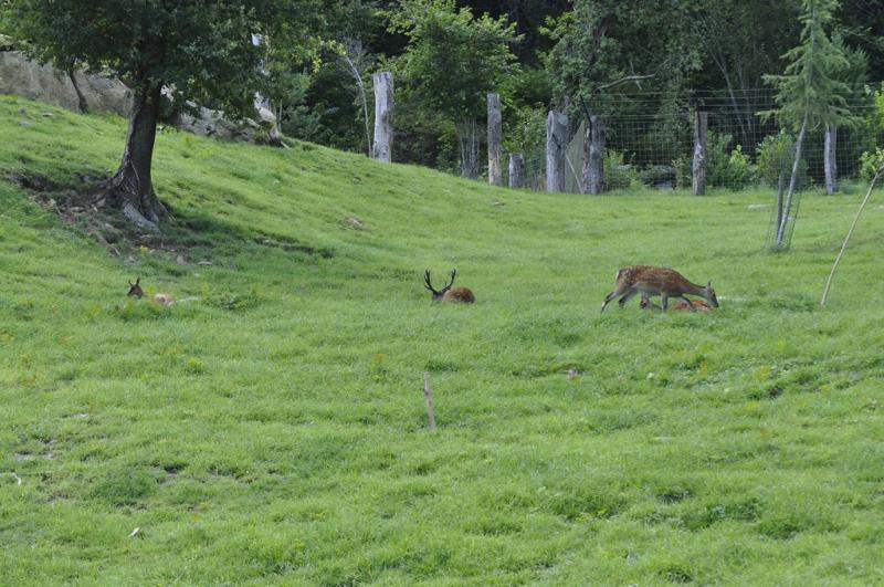 Cerf sika