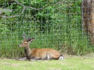 Cerf sika