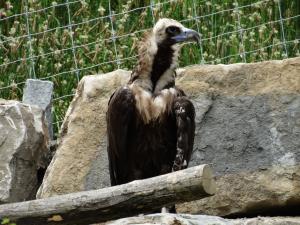 Vautour moine