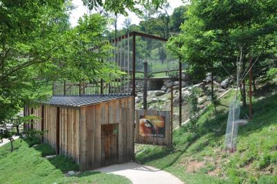 Gypaéte barbu - 2015