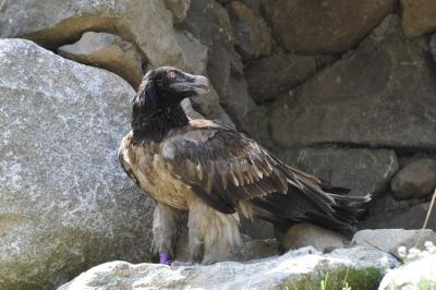 Gypaéte barbu - 2015