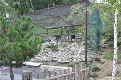 Percnoptère - Faucon crécerellle - 2015