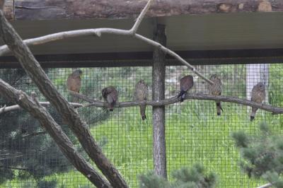 Percnoptère - Faucon crécerellle - 2015