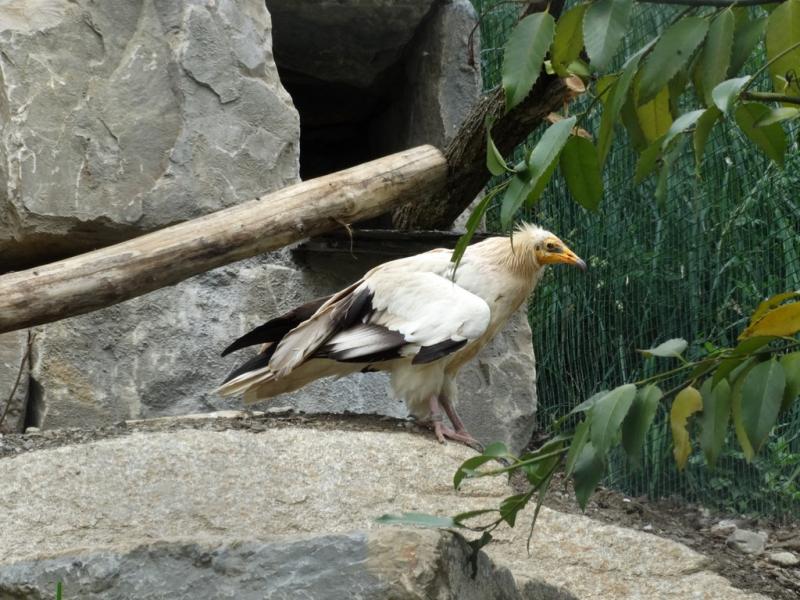 Percnoptère