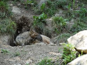 Loup