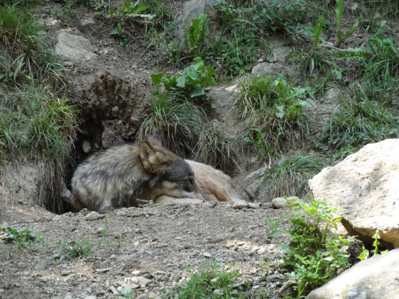 Loup
