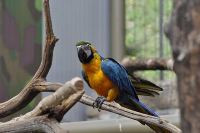 Ara bleu et jaune - 2015