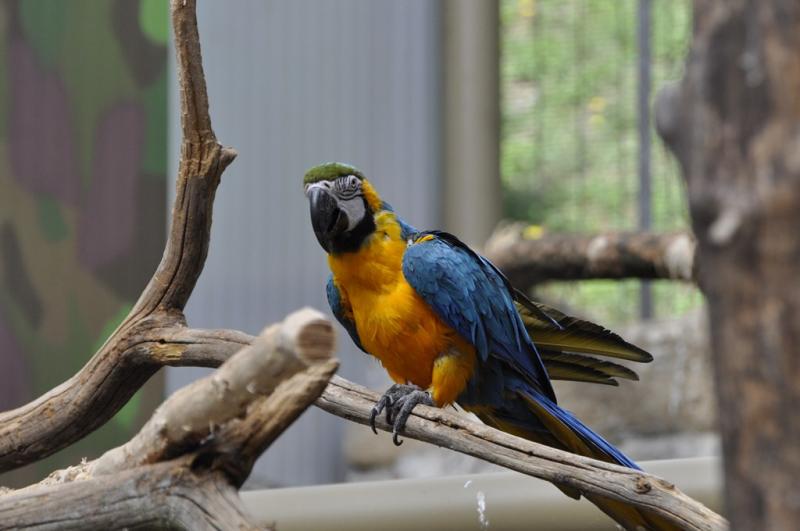 Ara bleu et jaune