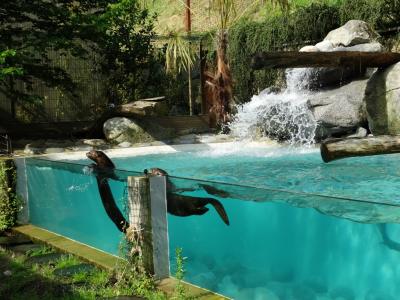 Loutre géante - 2015