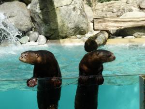 Loutre géante