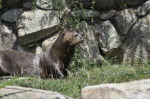 Loutre géante