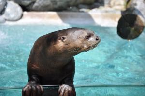Loutre géante