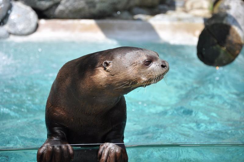 Loutre géante