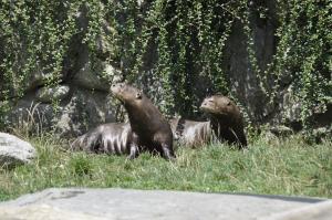 Loutre géante