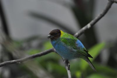 Calliste rouverdin - 2015