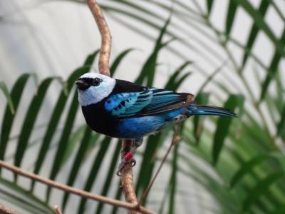 Calliste masqué - 2015