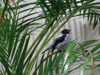 Calliste à tete noire - 2015