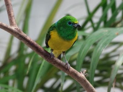 Organiste à nuque bleu - 2015