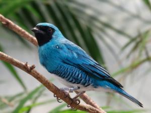 Tersine hirondelle