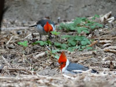 Papoare huppé - 2015