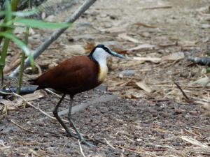Jacana noir