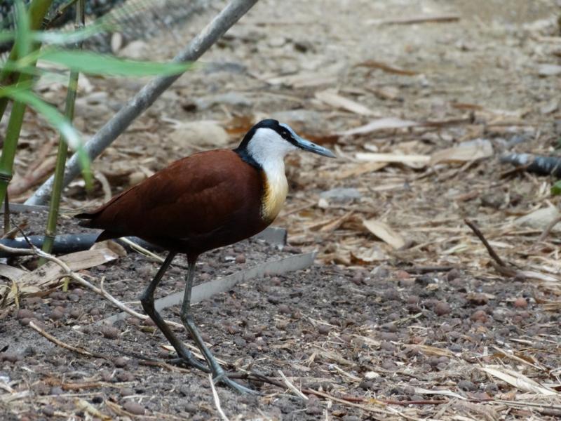 Jacana noir