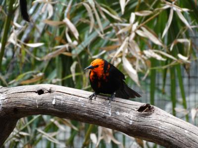 Troupiale à tete rouge - 2015