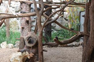 Ouistiti à toupets blancs