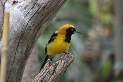 Troupiale dos orange - 2015