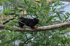 Tamarin à mains rousses