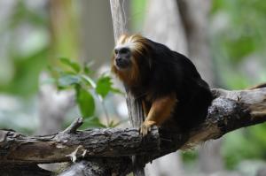 Tamarin lion à tete dorée