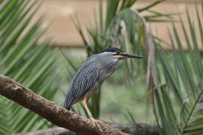 Héron strié - 2015