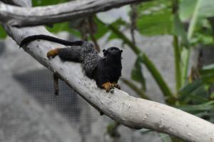 Tamarin à mains rousses