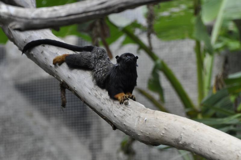 Tamarin à mains rousses