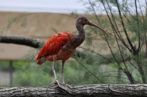 Ibis rouge