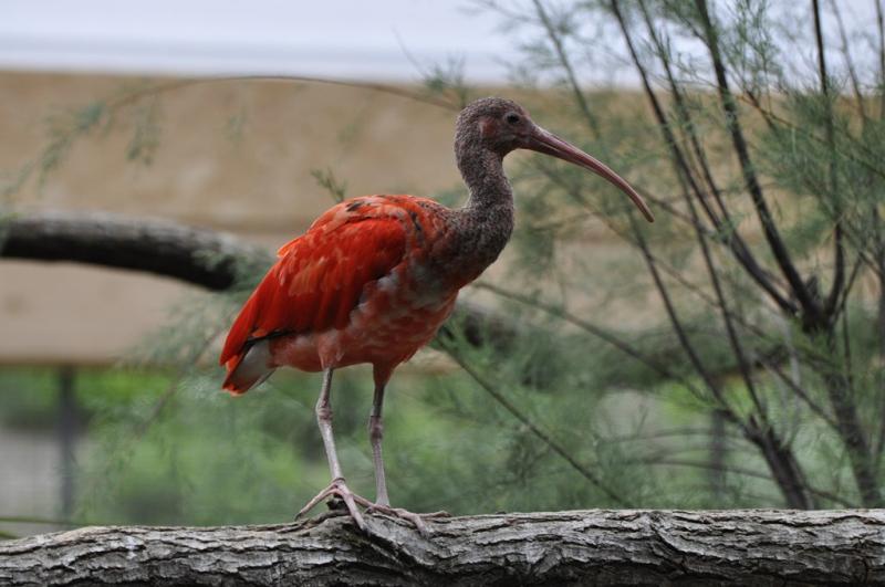 Ibis rouge