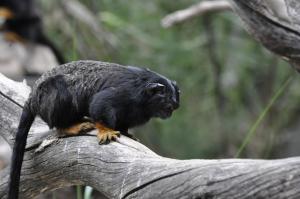 Tamarin à mains rousses
