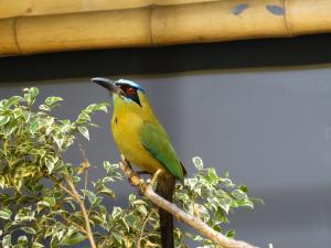 Motmot