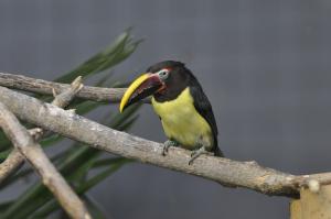 Aracari vert