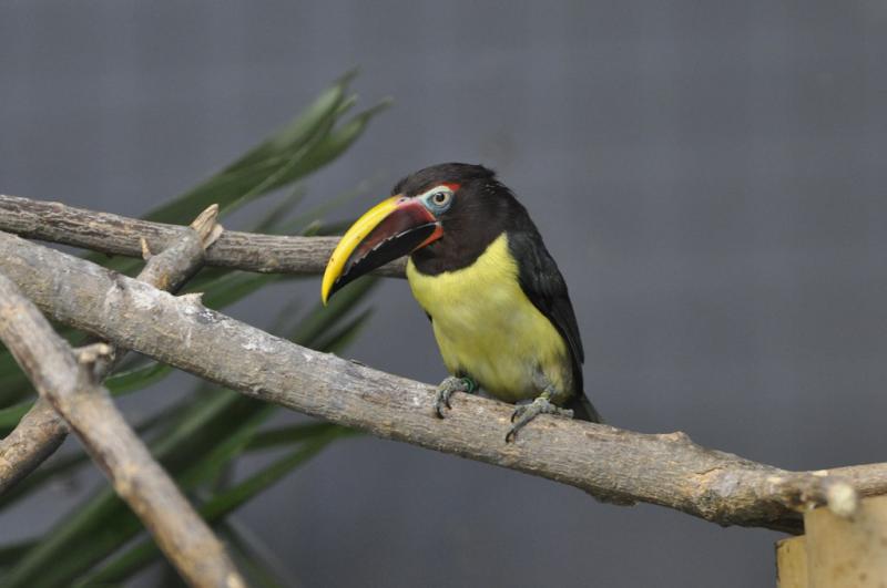 Aracari vert