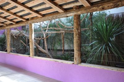 Toucan à bec rouge - Tamarin empereur - 2015