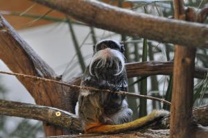 Tamarin empereur