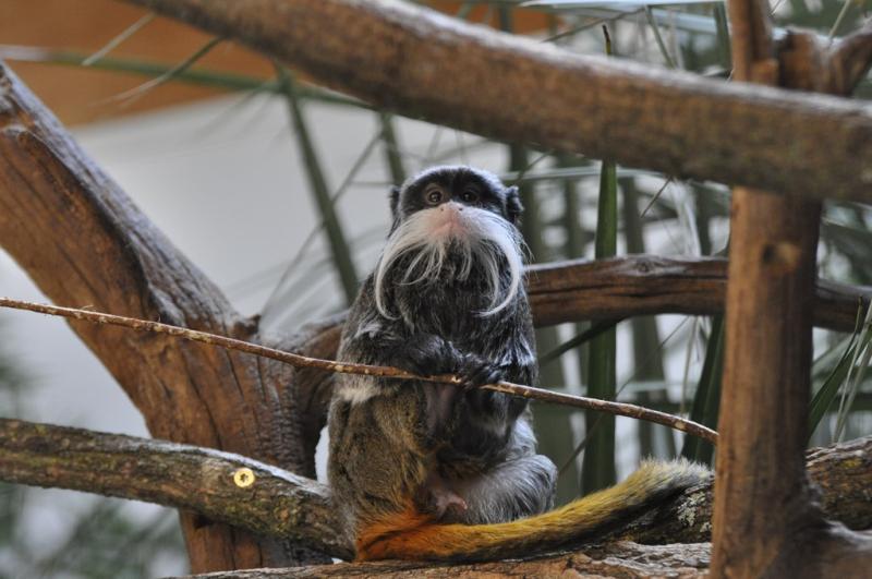 Tamarin empereur